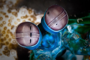 Mantis Eyes, Canon 20D 100mm Macro + 500D Diopter by Mick Tait 